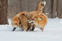 Vista panorámica de dos zorros luchando en la nieve - foto de stock