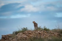 Гепард, стоящий на хребте, ЮАР — стоковое фото