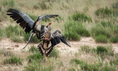 Dois pássaros Secretário lutando na natureza selvagem — Fotografia de Stock