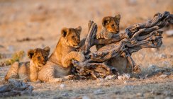 Adorable y lindo león cachorros jugando con registro - foto de stock