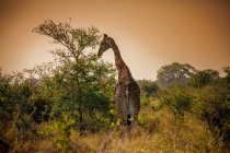 Giraffe weidet bei Sonnenuntergang, Kruger Nationalpark, Südafrika — Stockfoto