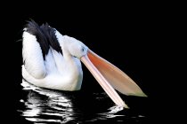 Majestätischer und schöner Pelikan in freier Wildbahn — Stockfoto