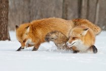 Scenic view of Two foxes fighting in the snow — Stock Photo