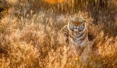 Vista panorâmica do tigre em grama longa, África do Sul — Fotografia de Stock