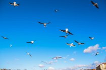 Vista panorâmica do rebanho de gaivotas voando sobre a cidade — Fotografia de Stock