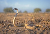 Вид збоку Чорна кобра на піску, вибірковий фокус — стокове фото