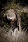 Löwe steht im Busch vor wildem Leben — Stockfoto