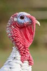 Portrait of a turkey against blurred background — Stock Photo