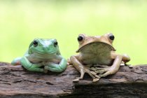 Dumpy tree frog and eared frog sitting on tree trunk, closeup view — Stock Photo