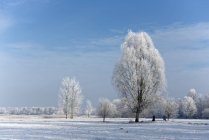 Panorama del paisaje invernal, Leer, Baja Sajonia, Alemania - foto de stock