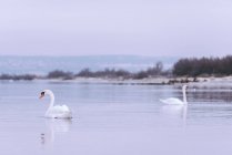 Vista panorámica de los cisnes en un lago, Marsella, Provenza-Alpes-Costa Azul, Francia - foto de stock