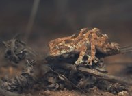 Ползающий маленький геккон в шлеме, вид крупным планом, выборочная фокусировка — стоковое фото