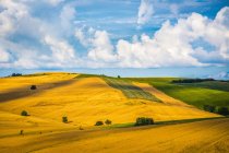 Landschaft der Weizenfelder, saludecio, emilia-romagna, italien — Stockfoto