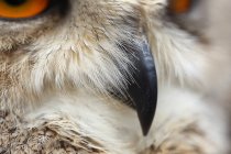 Close-up view of an grey owl beak — Stock Photo