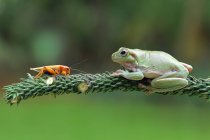 Dumpy tree frog sitting on branch with a grasshopper, closeup view — Stock Photo