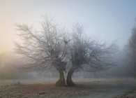 Vista panorámica de los árboles de invierno, Hatfield Forest, Essex, Inglaterra, Reino Unido - foto de stock
