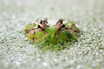 Pacman frog submerged in duckweed, closeup view — Stock Photo