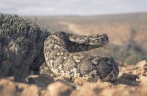Closeup view of Large adult puff adder by a cactus — Stock Photo