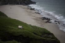 Ovejas de pie en una colina junto a la playa, Great Blasket Island, Condado de Kerry, Irlanda - foto de stock