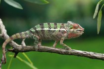 Chameleon walking on branch, selective focus — Stock Photo