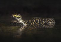 Mangrove pit viper in shallow water, selective focus — Stock Photo