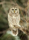 Portrait of a striped owl  perched on a branch against blurred background — Stock Photo
