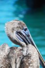 Majestätischer und schöner Pelikan in freier Wildbahn — Stockfoto