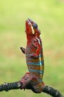 Panther Chameleon standing upright on a plant — Stock Photo