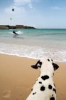 Dalmatian dog watching man kitesurf, Los Lances beach, Tarifa, Cadix, Andalousie, Espagne — Photo de stock