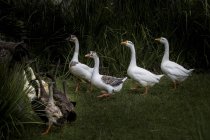 Scenic view of Flock of geese, East Java, Indonesia — Stock Photo