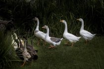 Malerischer Blick auf Gänseschwärme, Ostjava, Indonesien — Stockfoto