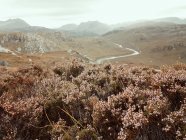 Vista panorámica de Heather en las tierras altas escocesas, Gruinard, Escocia, Reino Unido - foto de stock