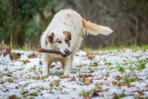 Собака грає на снігу з шматочком дерева — стокове фото