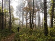 Visão traseira do homem caminhando pela floresta, Espanha — Fotografia de Stock