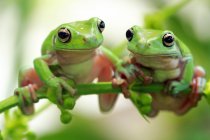 Дві пухнасті деревні жаби на рослині, вид крупним планом — стокове фото