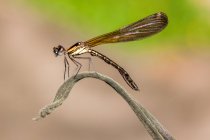 Dragonfly on a plant against blurred background — Stock Photo