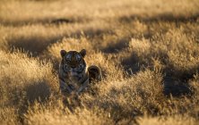 Мальовничий вид тигра в довгому траві (ПАР). — стокове фото