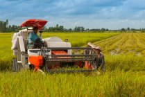 Men harvesting rice, Can Tho City, Vietnam — Stock Photo