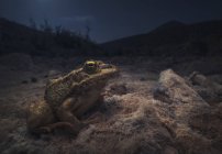 Sahara Frog no leito do rio seco à noite — Fotografia de Stock