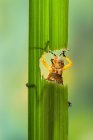 Grasshopper eating a leaf, closeup view — Stock Photo