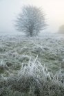 Vista panorámica del árbol de invierno, Hatfield Forest, Essex, Inglaterra, Reino Unido - foto de stock