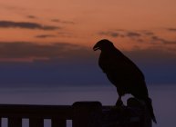 Silhouette of an eagle on a fence at sunset — Stock Photo