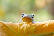 Portrait of a tree frog, closeup view — Stock Photo