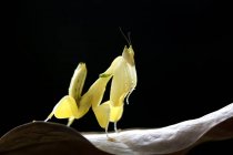 Orchid mantis sitting on a leaf, black background — Stock Photo