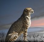 Side Portrait of a majestic cheetah cat — Stock Photo