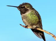 Closeup view of Portrait of a hummingbird on a branch — Stock Photo