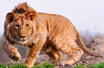 Портрет лева на дикій природі — стокове фото