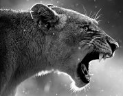 Lado monocromático Retrato de uma leoa rugindo — Fotografia de Stock