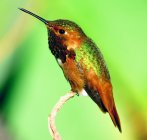 Ritratto di colibrì su un ramo vista da vicino — Foto stock