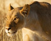 Retrato de una leona cazando en la naturaleza salvaje - foto de stock